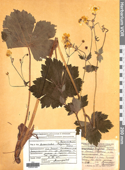 VOR 0001869