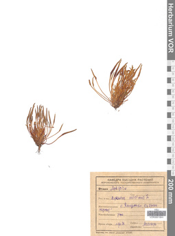 VOR 0001944