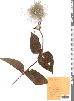 VOR 0001499