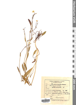 VOR 0001992