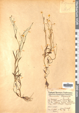 VOR 0001995