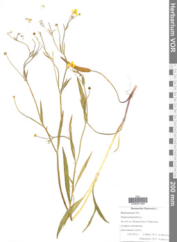VOR 0001999
