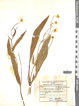VOR 0001844