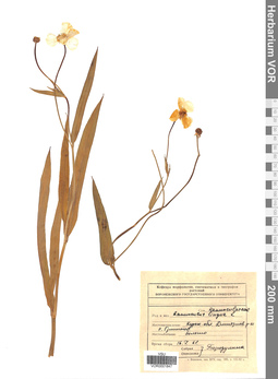 VOR 0001847