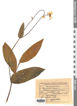 VOR 0001848