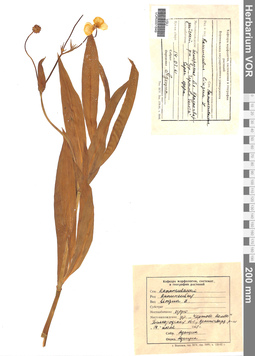VOR 0001849