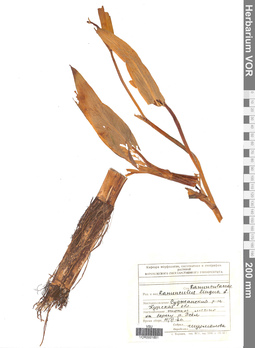 VOR 0001851