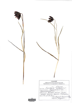 VOR 0025891