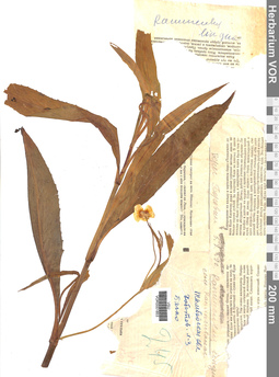VOR 0001853