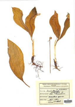 VOR 0026023