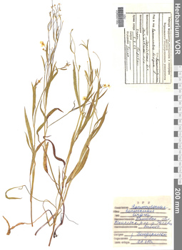 VOR 0001854