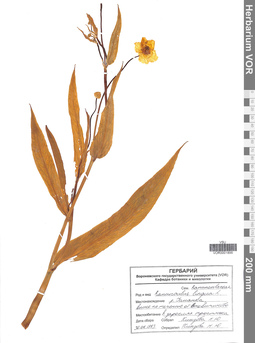 VOR 0001856