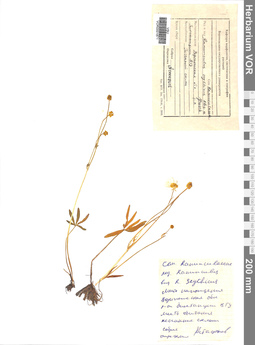 VOR 0001871