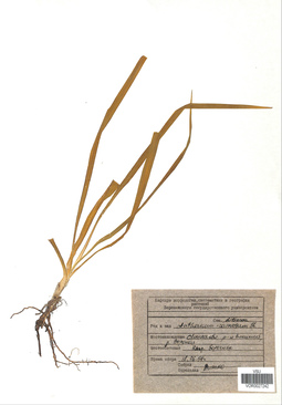 VOR 0027242