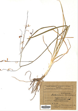 VOR 0027243