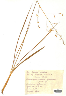 VOR 0027252