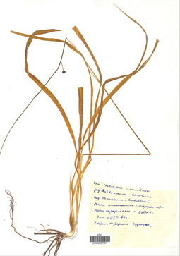VOR 0027257