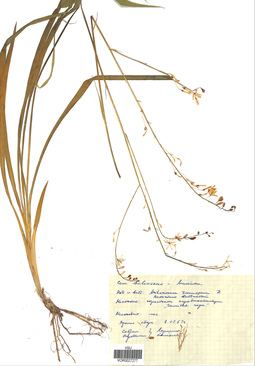 VOR 0027277