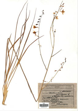 VOR 0027247