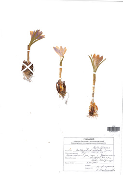 VOR 0026781