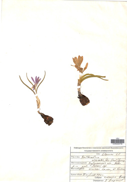 VOR 0026785