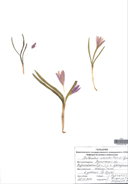 VOR 0026790