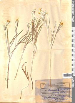 VOR 0001877