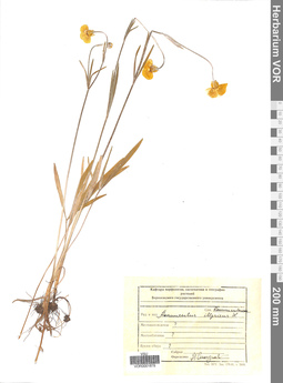VOR 0001878