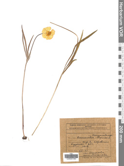 VOR 0001880