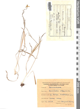 VOR 0001881
