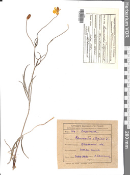 VOR 0001953