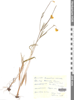 VOR 0001959