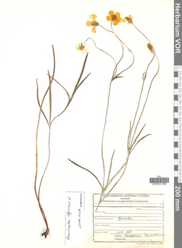VOR 0001966