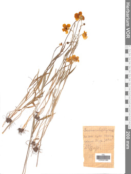 VOR 0001968