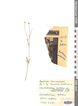 VOR 0002032