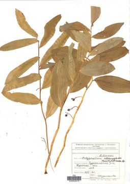VOR 0026275