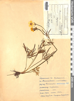 VOR 0001976