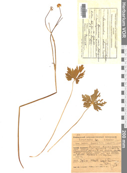 VOR 0001978