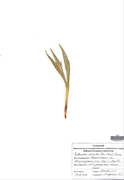 VOR 0026799