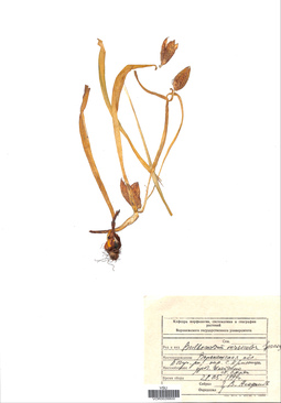 VOR 0026800
