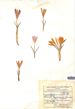VOR 0026804