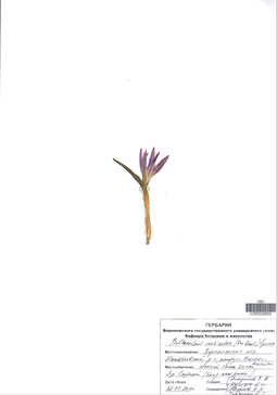VOR 0026809