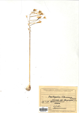 VOR 0025702