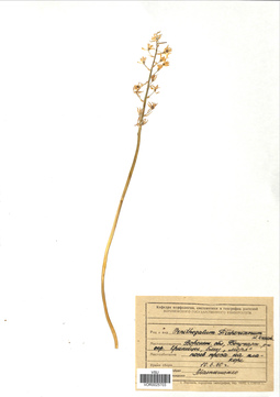 VOR 0025703
