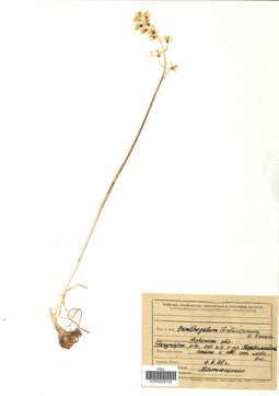 VOR 0025704