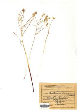 VOR 0025705