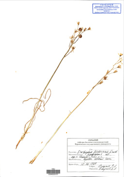 VOR 0025707
