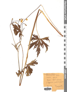 VOR 0001763