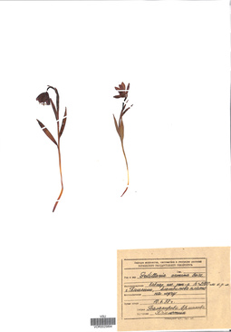 VOR 0025894