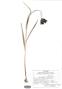 VOR 0025890